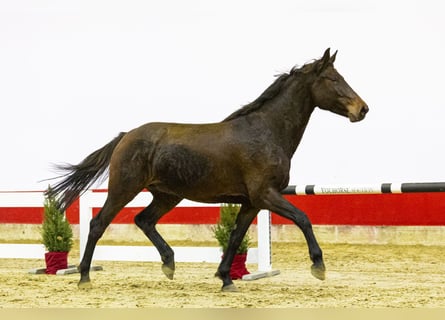 Holsteiner, Merrie, 5 Jaar, 166 cm, Donkerbruin