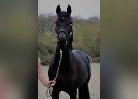 Holsteiner, Merrie, 5 Jaar, 167 cm, Zwartbruin