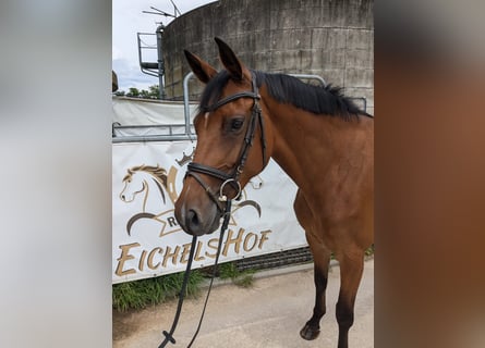 Holsteiner, Merrie, 5 Jaar, 168 cm, Bruin