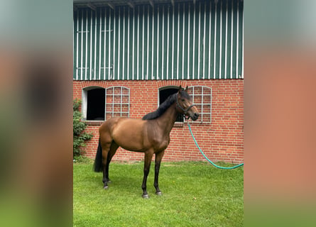 Holsteiner, Merrie, 5 Jaar, 168 cm, Bruin