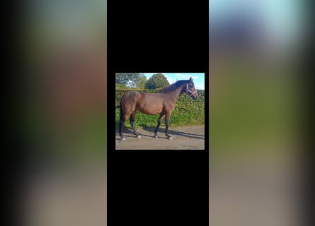 Holsteiner, Merrie, 5 Jaar, 168 cm, Donkerbruin