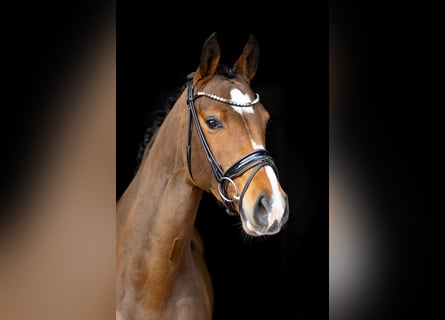 Holsteiner, Merrie, 5 Jaar, 168 cm, Lichtbruin