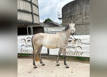 Holsteiner, Merrie, 5 Jaar, 168 cm, Schimmel