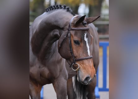 Holsteiner, Merrie, 5 Jaar, 169 cm, Bruin