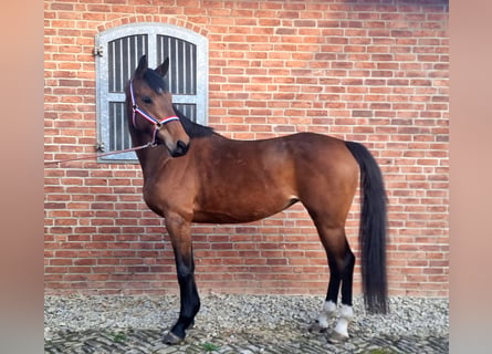Holsteiner, Merrie, 5 Jaar, 169 cm, Bruin