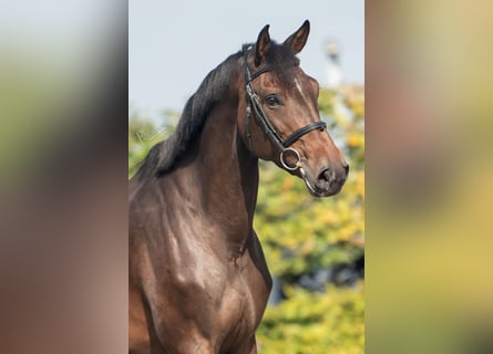 Holsteiner, Merrie, 5 Jaar, 170 cm, Donkerbruin