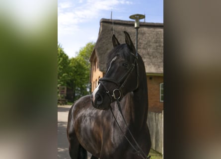 Holsteiner, Merrie, 5 Jaar, 170 cm, Zwart