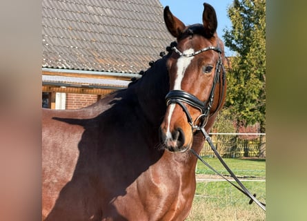 Holsteiner, Merrie, 5 Jaar, 172 cm, Bruin
