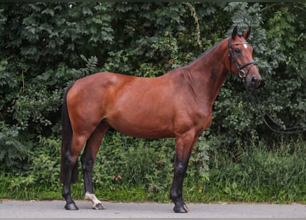 Holsteiner, Merrie, 5 Jaar, 175 cm, Brauner