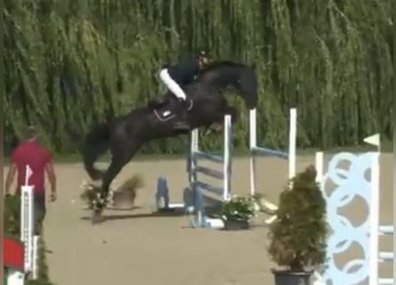 Holsteiner, Merrie, 5 Jaar, 175 cm, Zwart