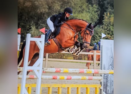 Holsteiner, Merrie, 5 Jaar, Bruin