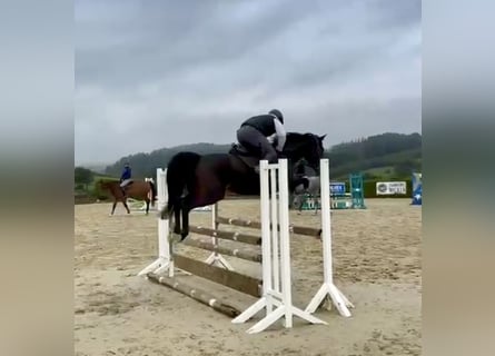 Holsteiner, Merrie, 6 Jaar, 162 cm, Bruin