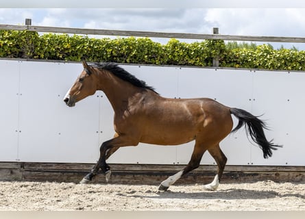 Holsteiner, Merrie, 6 Jaar, 164 cm, Bruin