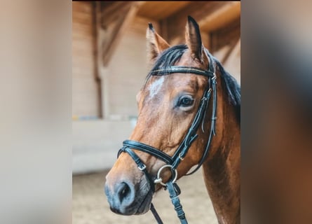 Holsteiner, Merrie, 6 Jaar, 165 cm, Bruin