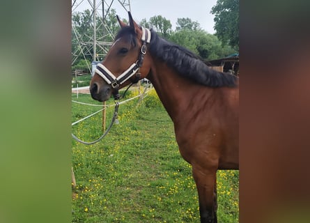 Holsteiner, Merrie, 6 Jaar, 165 cm, Bruin