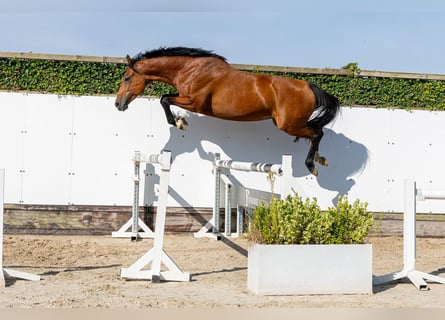 Holsteiner, Merrie, 6 Jaar, 165 cm, Bruin