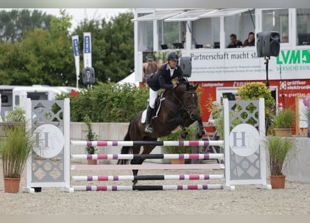 Holsteiner, Merrie, 6 Jaar, 165 cm, Donkerbruin