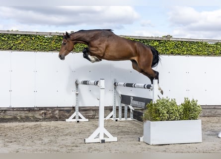 Holsteiner, Merrie, 6 Jaar, 165 cm, Donkerbruin