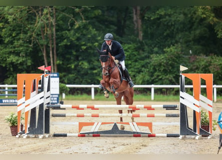 Holsteiner, Merrie, 6 Jaar, 166 cm, Donkere-vos