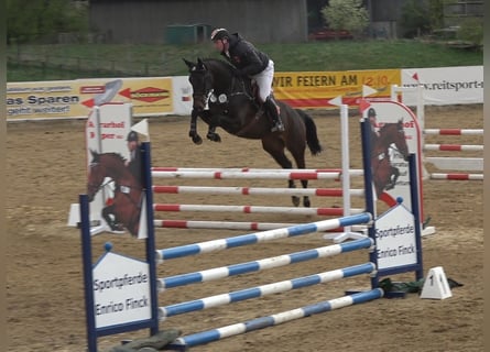 Holsteiner, Merrie, 6 Jaar, 167 cm, Donkerbruin