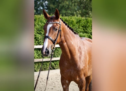 Holsteiner, Merrie, 6 Jaar, 168 cm, Vos