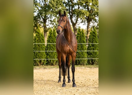Holsteiner, Merrie, 6 Jaar, 169 cm, Bruin