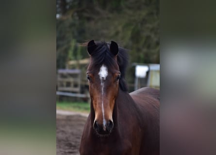 Holsteiner, Merrie, 6 Jaar, 170 cm, Bruin