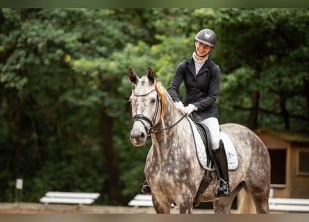 Holsteiner, Merrie, 6 Jaar, 170 cm, Schimmel
