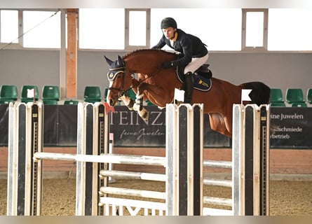 Holsteiner, Merrie, 6 Jaar, 172 cm, Bruin