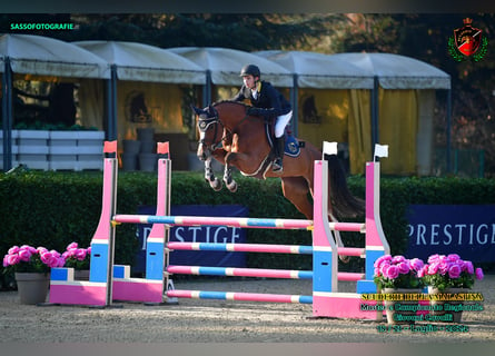 Holsteiner, Merrie, 6 Jaar, 172 cm, Bruin