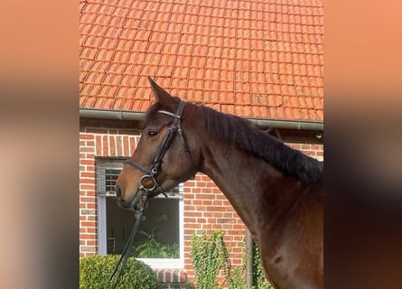 Holsteiner, Merrie, 6 Jaar, 174 cm, Bruin