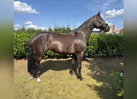 Holsteiner, Merrie, 6 Jaar, 176 cm, Zwartbruin