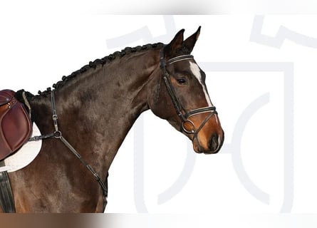 Holsteiner, Merrie, 6 Jaar, Bruin