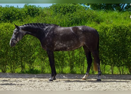 Holsteiner, Merrie, 6 Jaar, Schimmel