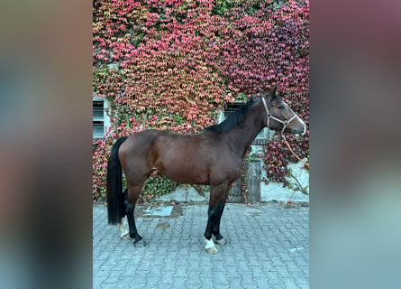 Holsteiner, Merrie, 7 Jaar, 160 cm, Bruin