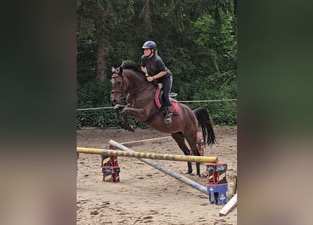 Holsteiner, Merrie, 7 Jaar, 160 cm, Bruin