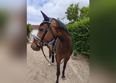 Holsteiner, Merrie, 7 Jaar, 160 cm, Donkerbruin