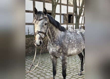 Holsteiner, Merrie, 7 Jaar, 161 cm, Appelschimmel