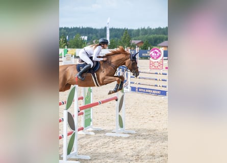 Holsteiner, Merrie, 7 Jaar, 167 cm, Vos