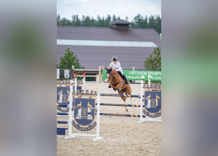 Holsteiner, Merrie, 7 Jaar, 167 cm, Vos