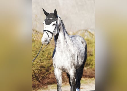 Holsteiner, Merrie, 7 Jaar, 168 cm, Schimmel