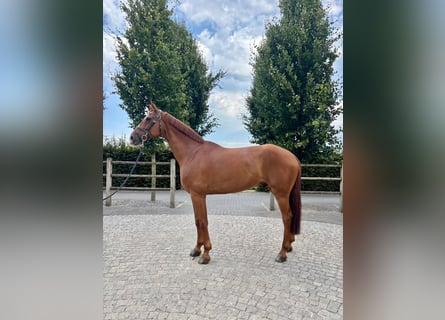 Holsteiner, Merrie, 7 Jaar, 170 cm, Donkere-vos