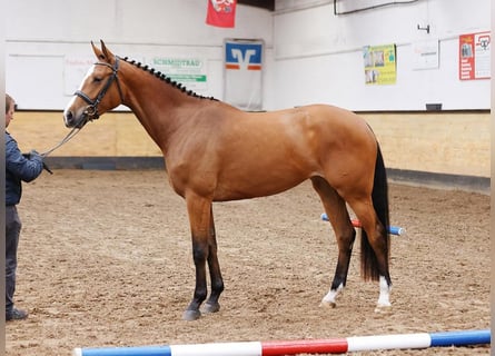 Holsteiner, Merrie, 7 Jaar, 173 cm, Bruin