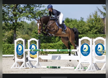 Holsteiner, Merrie, 7 Jaar, 173 cm, Donkerbruin