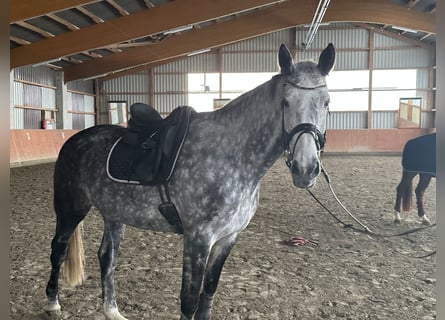 Holsteiner, Merrie, 7 Jaar, 174 cm, Appelschimmel