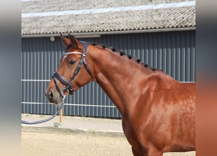 Holsteiner Mix, Merrie, 8 Jaar, 167 cm, Bruin