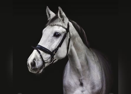 Holsteiner, Merrie, 8 Jaar, 168 cm, Schimmel