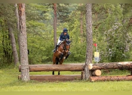 Holsteiner, Merrie, 8 Jaar, 173 cm, Bruin