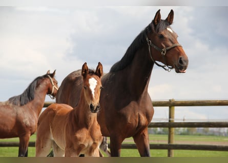 Holsteiner, Merrie, 8 Jaar