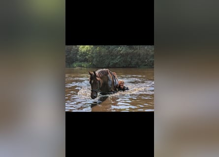 Holsteiner, Merrie, 9 Jaar, 159 cm, Donkerbruin